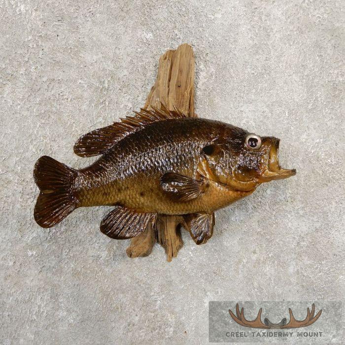Warmouth Taxidermy Fish Mount For Sale