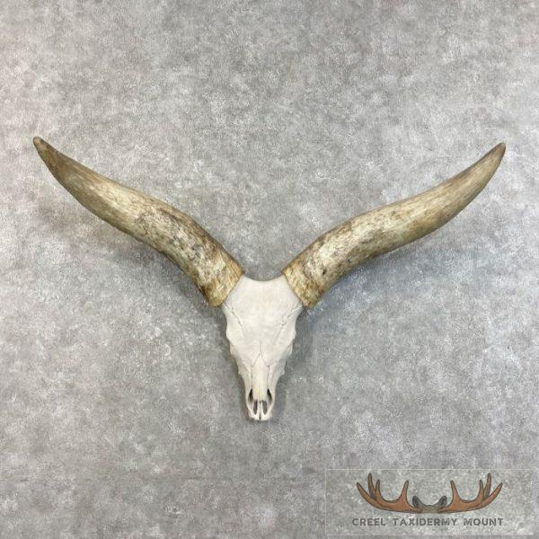Watusi Longhorn Skull European Taxidermy Mount For Sale