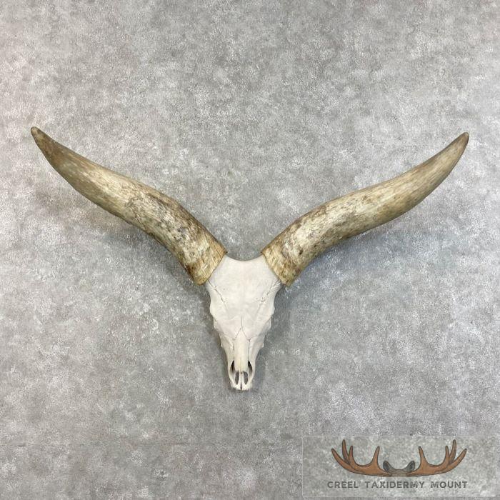 Watusi Longhorn Skull European Taxidermy Mount For Sale