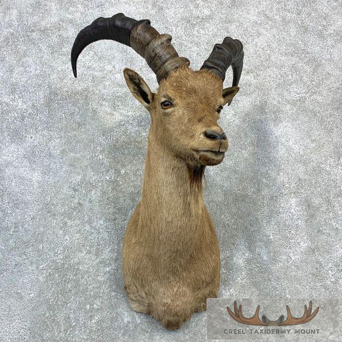 West Caucasian Tur Shoulder Taxidermy Mount For Sale