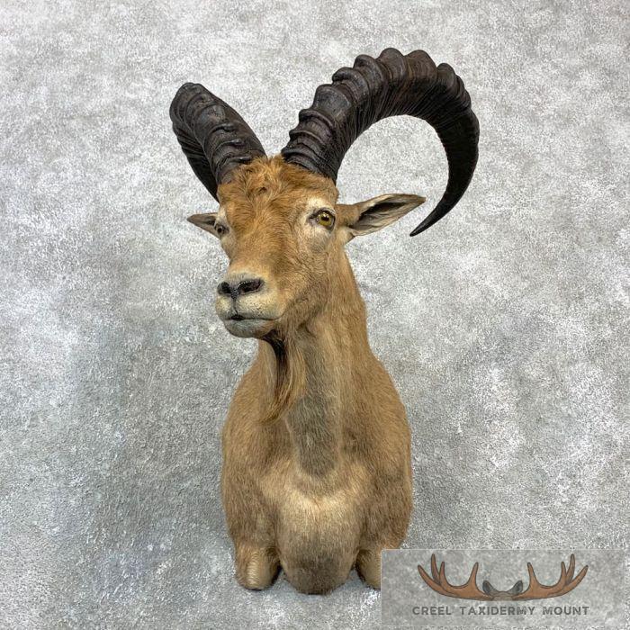 West Caucasian Tur Shoulder Taxidermy Mount For Sale