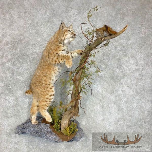 Western Bobcat Life-Size Taxidermy Mount For Sale