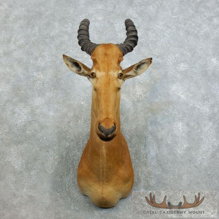 Western Hartebeest Shoulder Taxidermy Mount For Sale