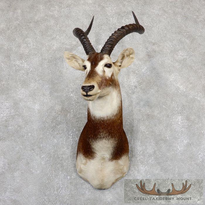 White-Eared Kob Taxidermy Shoulder Mount For Sale