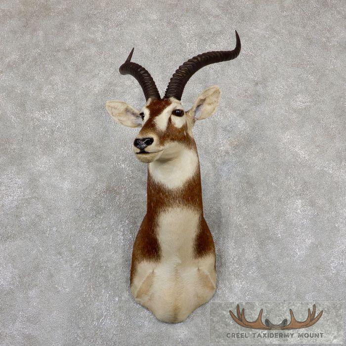 White-Eared Kob Taxidermy Shoulder Mount For Sale