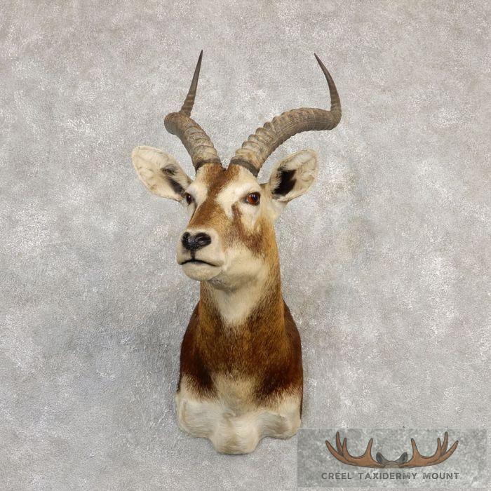 White-Eared Kob Taxidermy Shoulder Mount For Sale