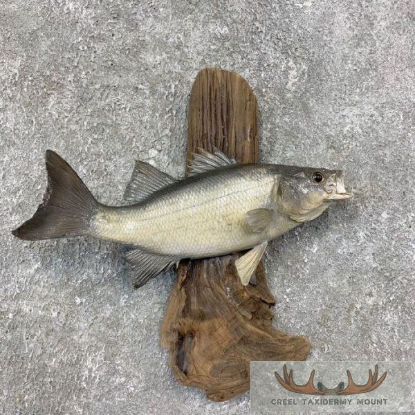 11.5" White Bass Taxidermy Fish Mount For Sale
