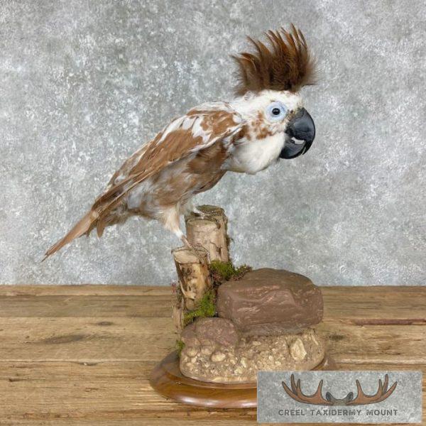 Reproduction Cockatoo Taxidermy Bird Mount for Sale