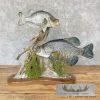 White Crappie and Black Crappie Fish Scene For Sale