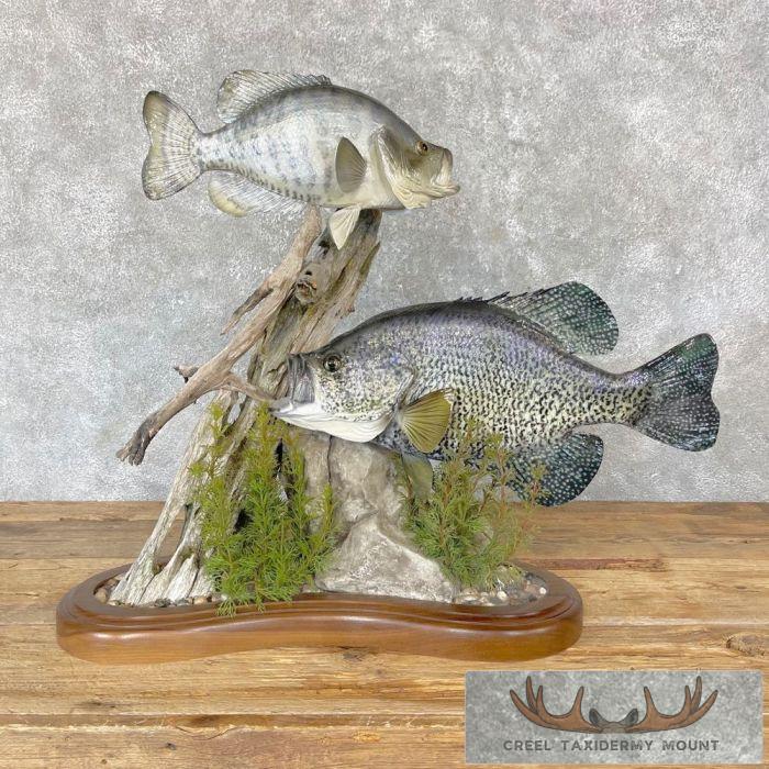 White Crappie and Black Crappie Fish Scene For Sale