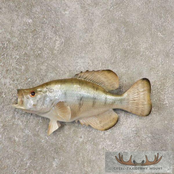 12.5" White Crappie Reproduction Fish Mount For Sale
