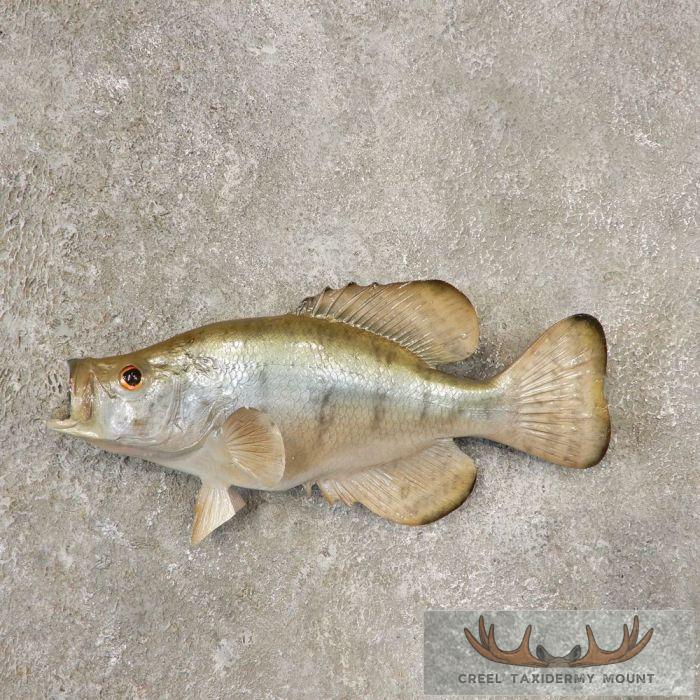 12.5" White Crappie Reproduction Fish Mount For Sale