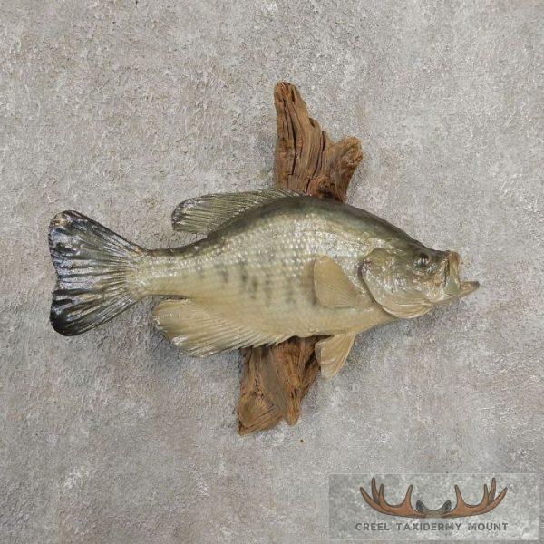 12.5" White Crappie Taxidermy Fish Mount For Sale