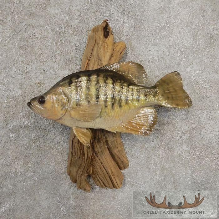 11.5" White Crappie Taxidermy Fish Mount For Sale