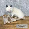 White Opossum Taxidermy Mount For Sale