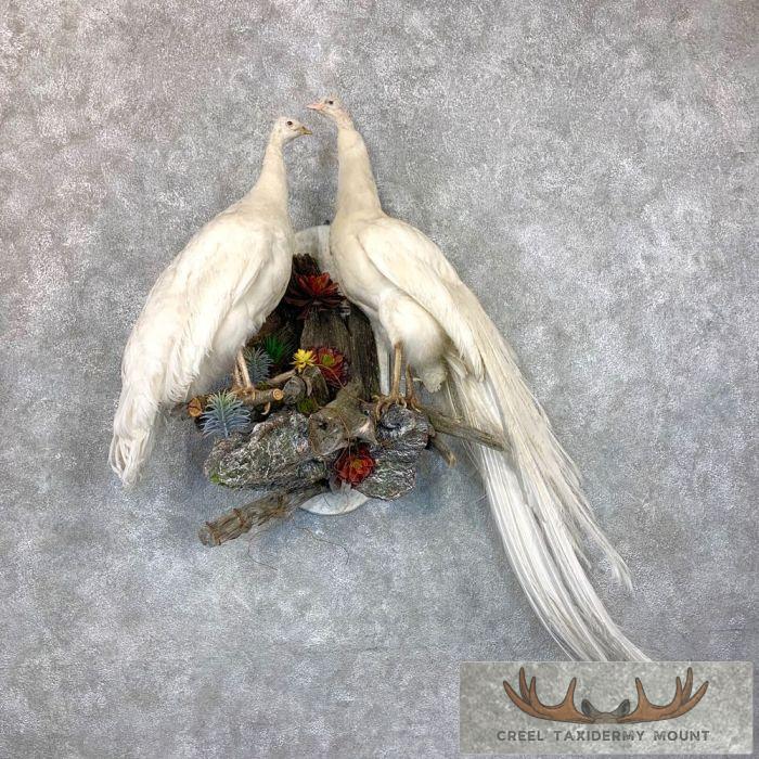 White Peacock Pair Taxidermy Bird Mount For Sale