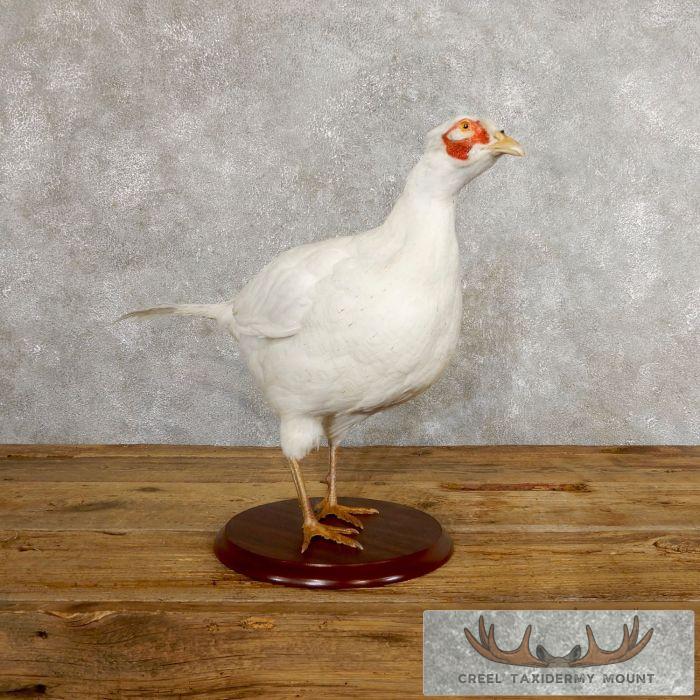 White Pheasant Taxidermy Bird Mount For Sale