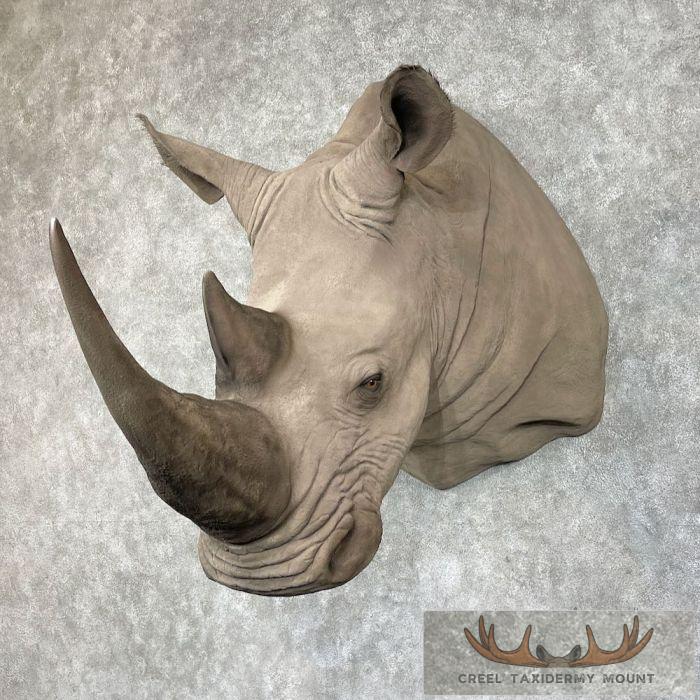 White Rhinoceros Replica Taxidermy Shoulder Mount For Sale