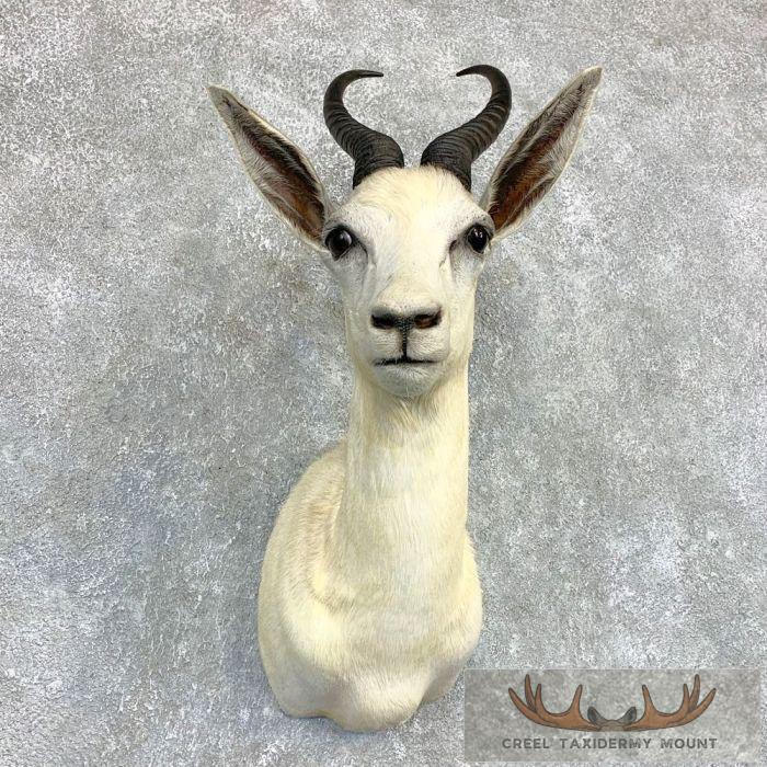 White Springbok Taxidermy Shoulder Mount For Sale