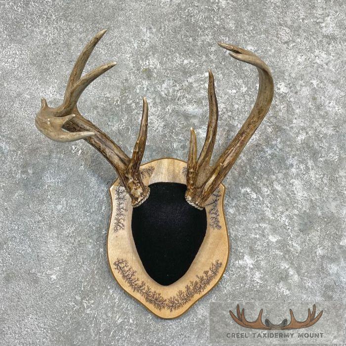 Whitetail Deer Antler Plaque Taxidermy For Sale