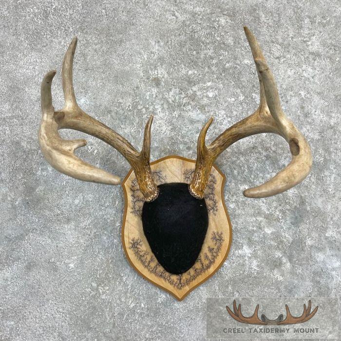 Whitetail Deer Antler Plaque Taxidermy For Sale