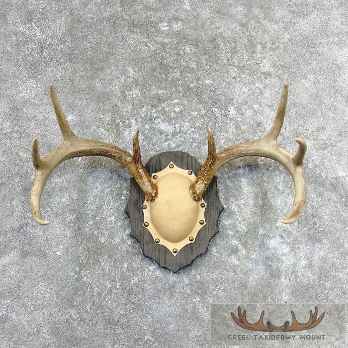 Whitetail Deer Antler Plaque Taxidermy Mount For Sale