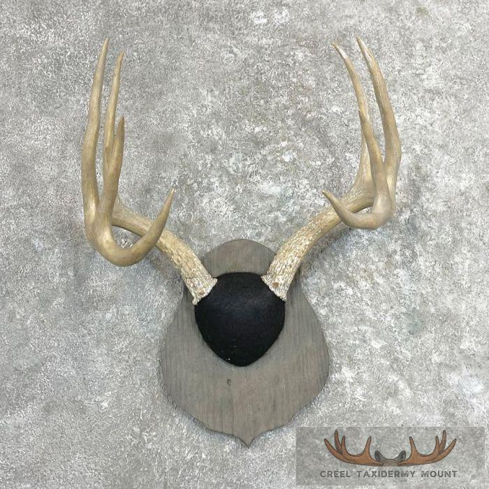 Whitetail Deer Antler Plaque Taxidermy Mount For Sale