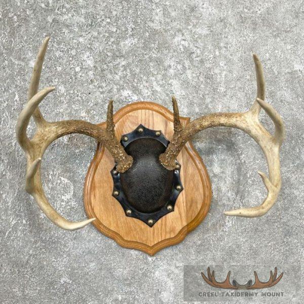 Whitetail Deer Antler Plaque Taxidermy Mount For Sale