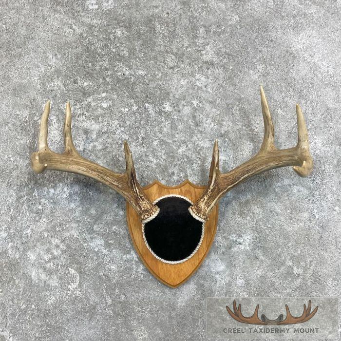 Whitetail Deer Antler Plaque Taxidermy Mount For Sale