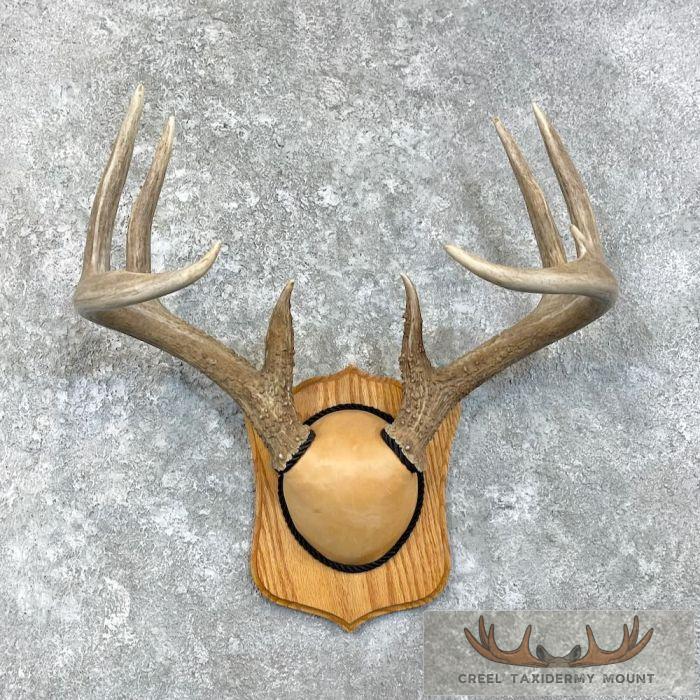Whitetail Deer Antler Plaque Taxidermy Mount For Sale