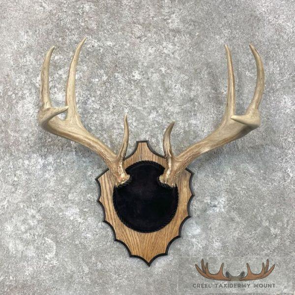 Whitetail Deer Antler Plaque Taxidermy Mount For Sale