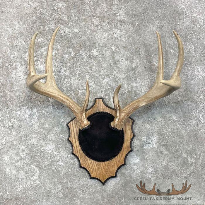 Whitetail Deer Antler Plaque Taxidermy Mount For Sale