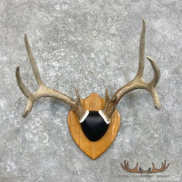 Whitetail Deer Antler Plaque Taxidermy Mount For Sale