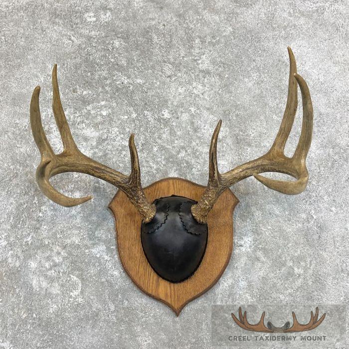 Whitetail Deer Antler Plaque Taxidermy Mount For Sale