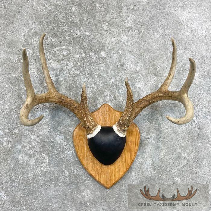 Whitetail Deer Antler Plaque Taxidermy Mount For Sale