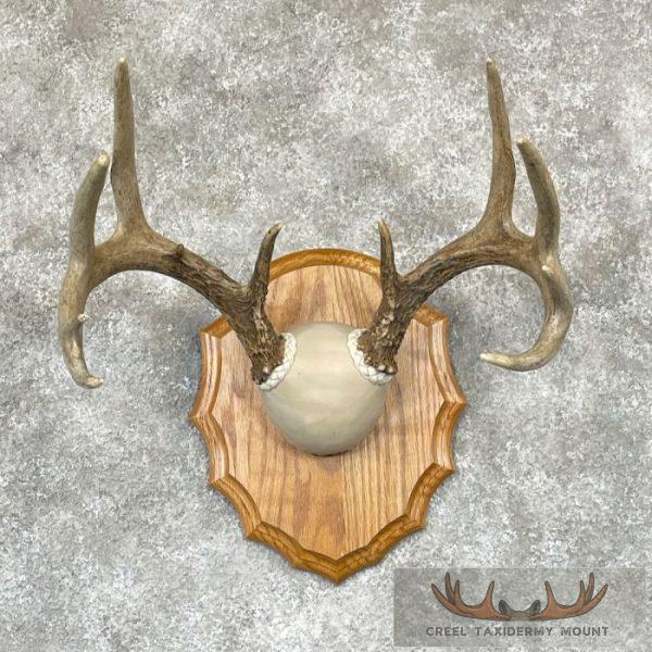 Whitetail Deer Antler Plaque Taxidermy Mount For Sale