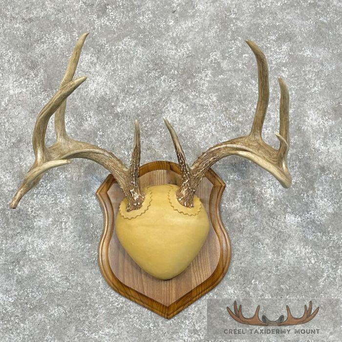Whitetail Deer Antler Plaque Taxidermy Mount For Sale