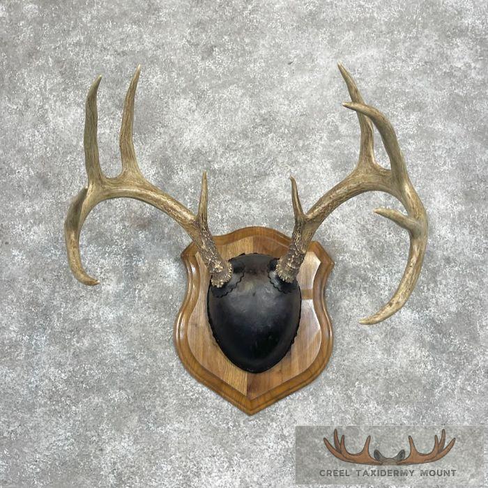 Whitetail Deer Antler Plaque Taxidermy Mount For Sale