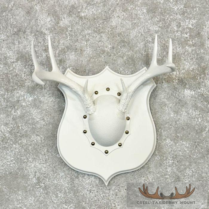 Whitetail Deer Antler Plaque Taxidermy Mount For Sale