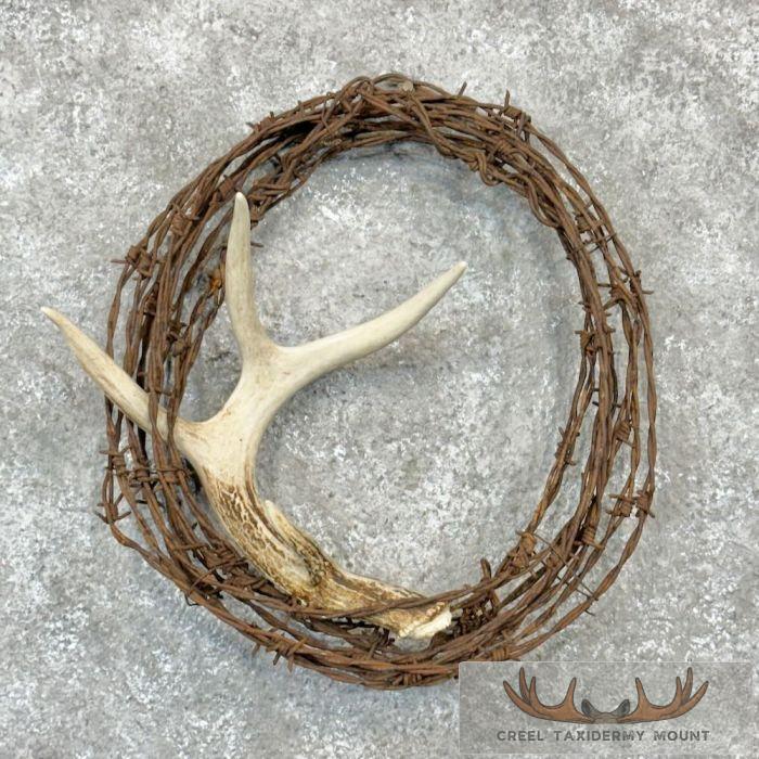 Whitetail Deer Antler Shed Decor For Sale