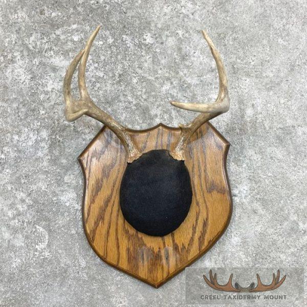 Whitetail Deer Antler Taxidermy Plaque For Sale