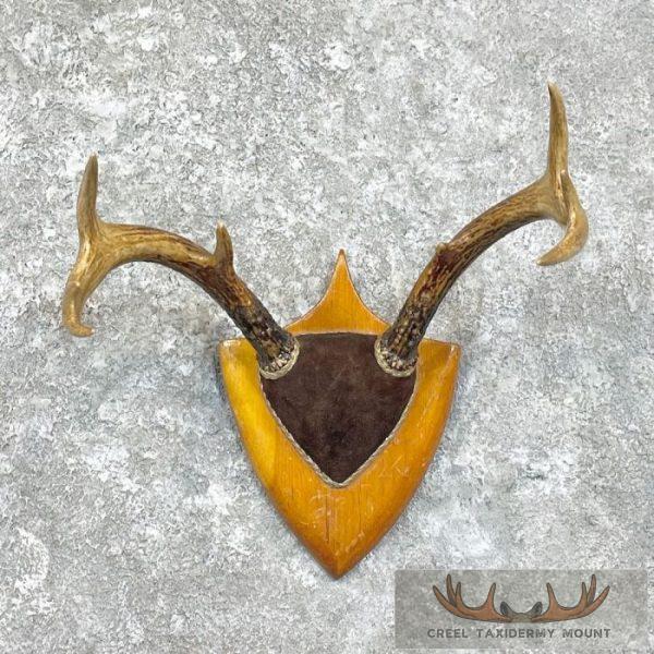 Whitetail Deer Antler Taxidermy Plaque For Sale