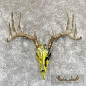 Whitetail Deer Skull Dipped Taxidermy Mount Taxidermy