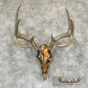 Whitetail Deer Skull Dipped Taxidermy Mount Taxidermy