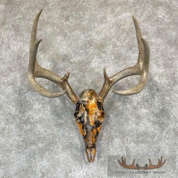 Whitetail Deer Skull Dipped Taxidermy Mount For Sale
