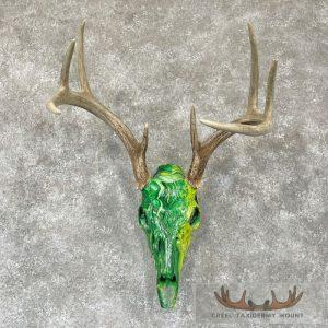 Whitetail Deer Skull Dipped Taxidermy Mount Taxidermy