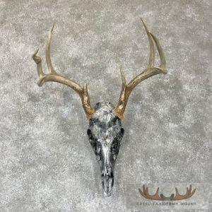 Whitetail Deer Skull Dipped Taxidermy Mount Taxidermy