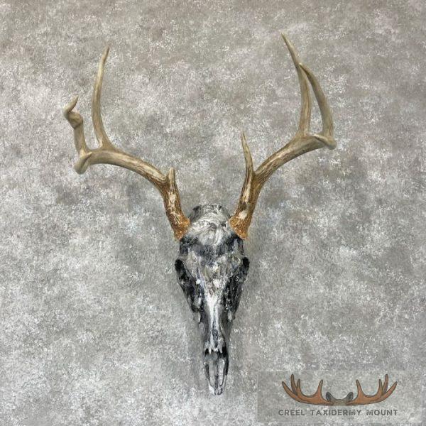 Whitetail Deer Skull Dipped Taxidermy Mount For Sale