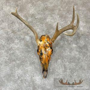 Whitetail Deer Skull Dipped Taxidermy Mount Taxidermy