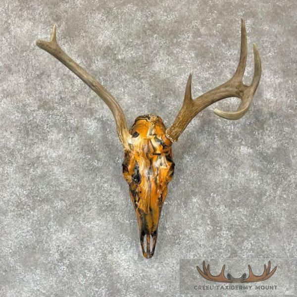 Whitetail Deer Skull Dipped Taxidermy Mount For Sale